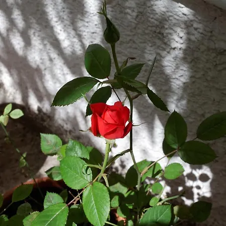 Semesterbostad Anneta House
